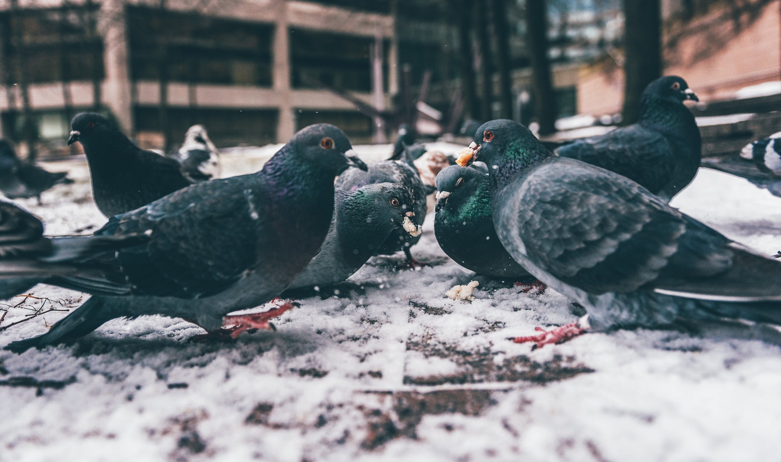 dépigeonnage